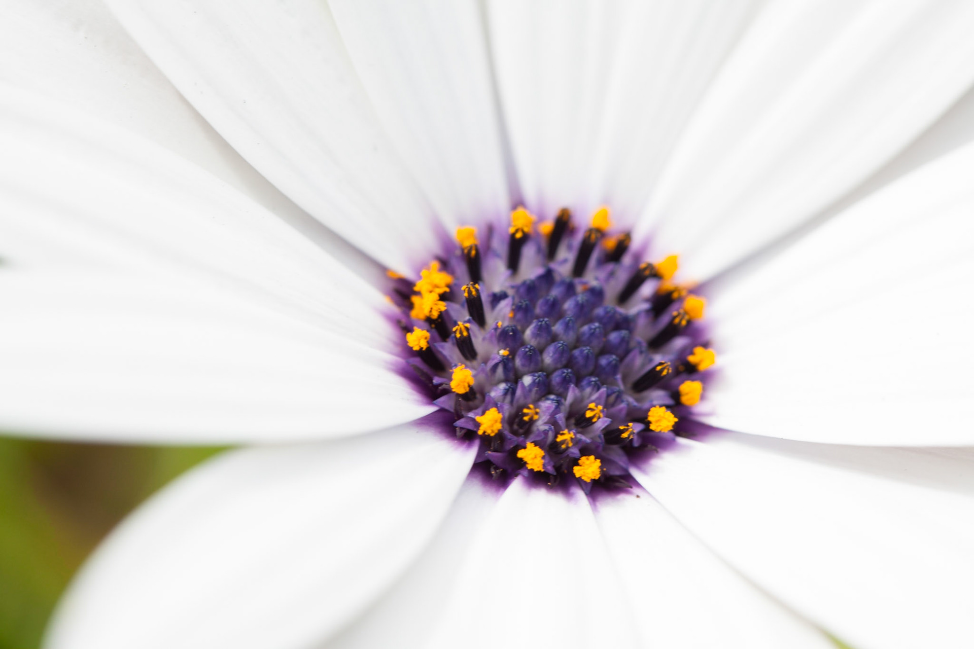 (Oba) Ohkba Ameziane-Hassani 2016 © obafkps@gmail.com ©  www.oba-photo.com