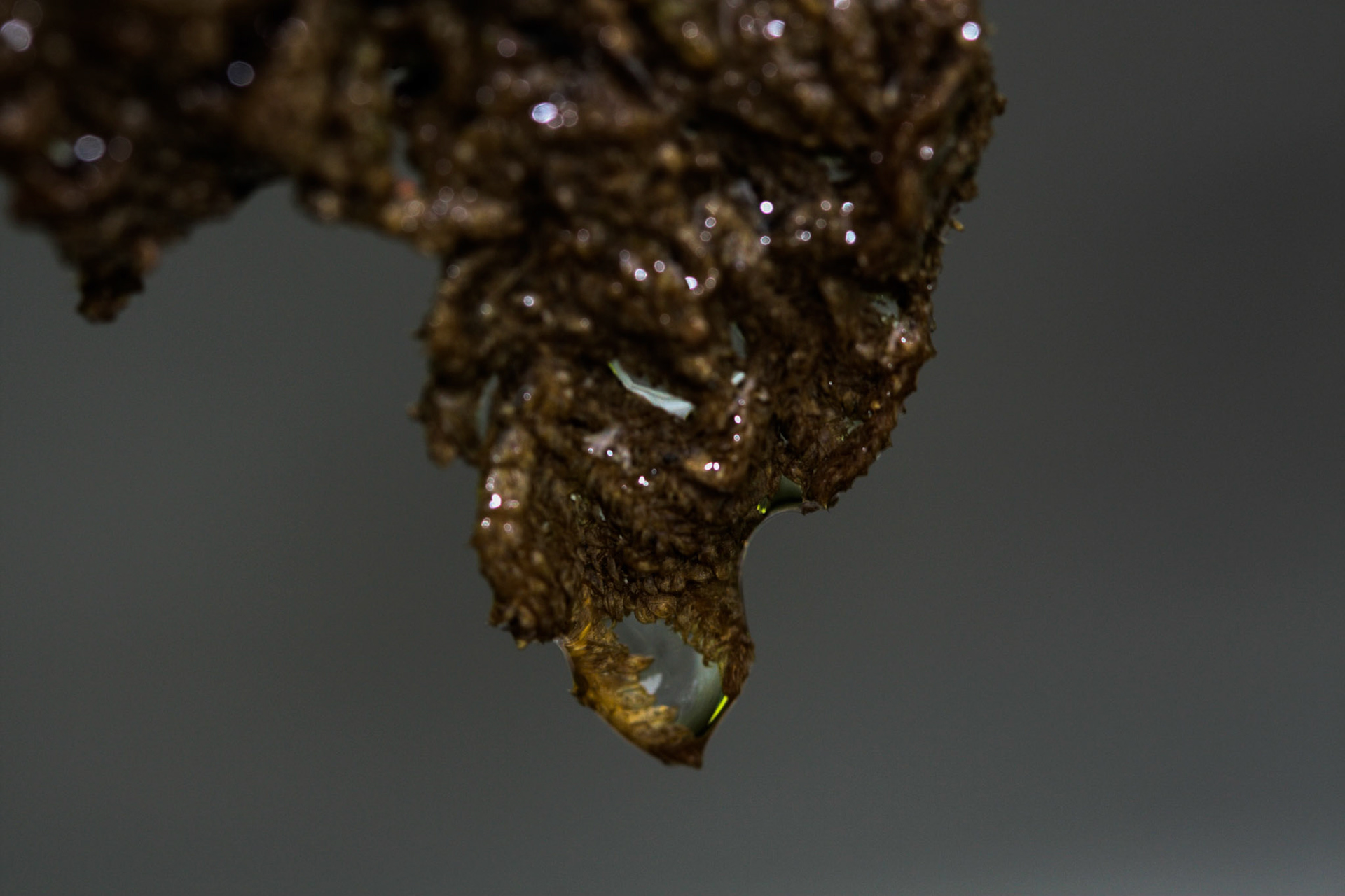 (Oba) Ohkba Ameziane-Hassani 2016 © obafkps@gmail.com ©  www.oba-photo.com