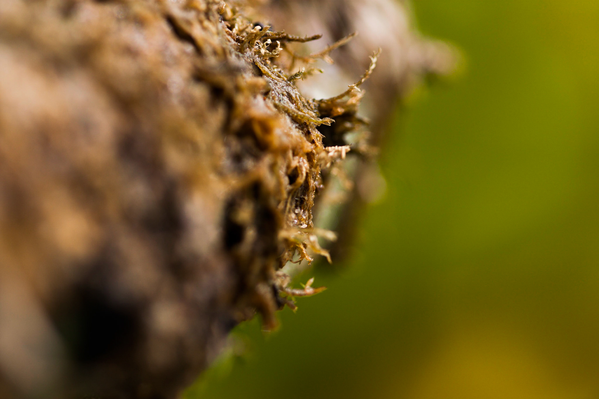 (Oba) Ohkba Ameziane-Hassani 2016 © obafkps@gmail.com ©  www.oba-photo.com