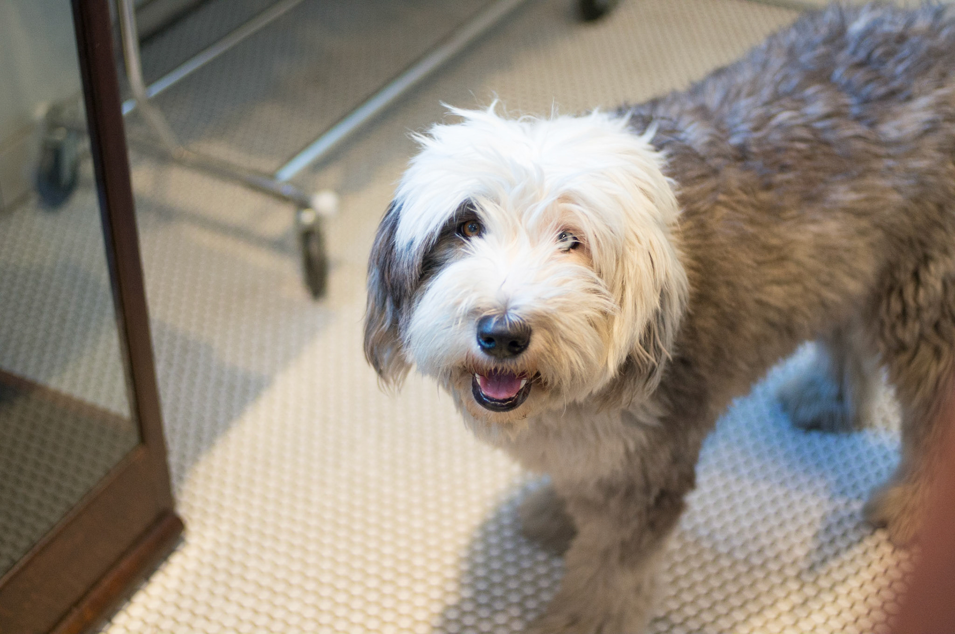 (Oba) Ohkba Ameziane-Hassani 2016 © obafkps@gmail.com ©  www.oba-photo.com