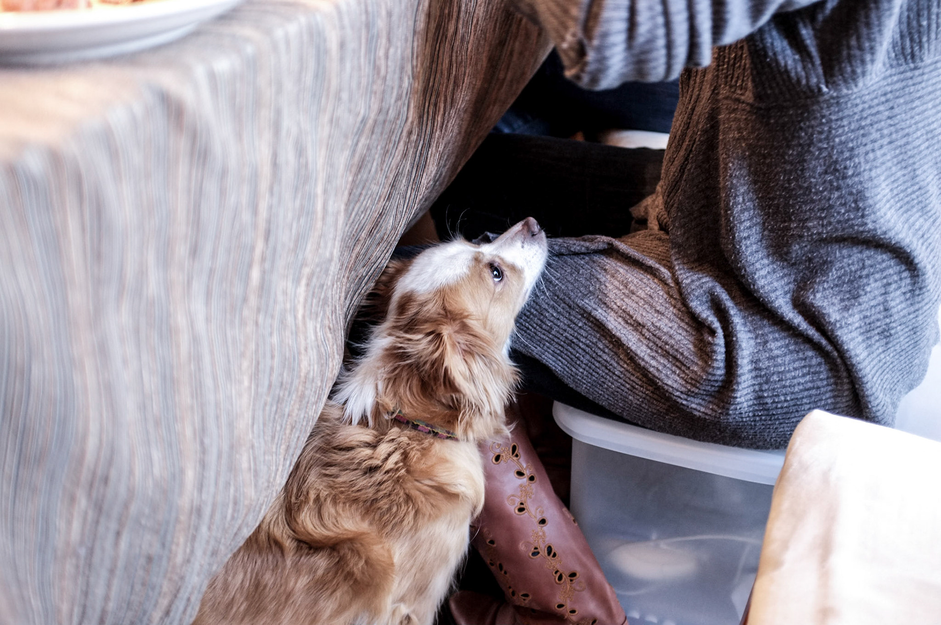 (Oba) Ohkba Ameziane-Hassani 2016 © obafkps@gmail.com ©  www.oba-photo.com