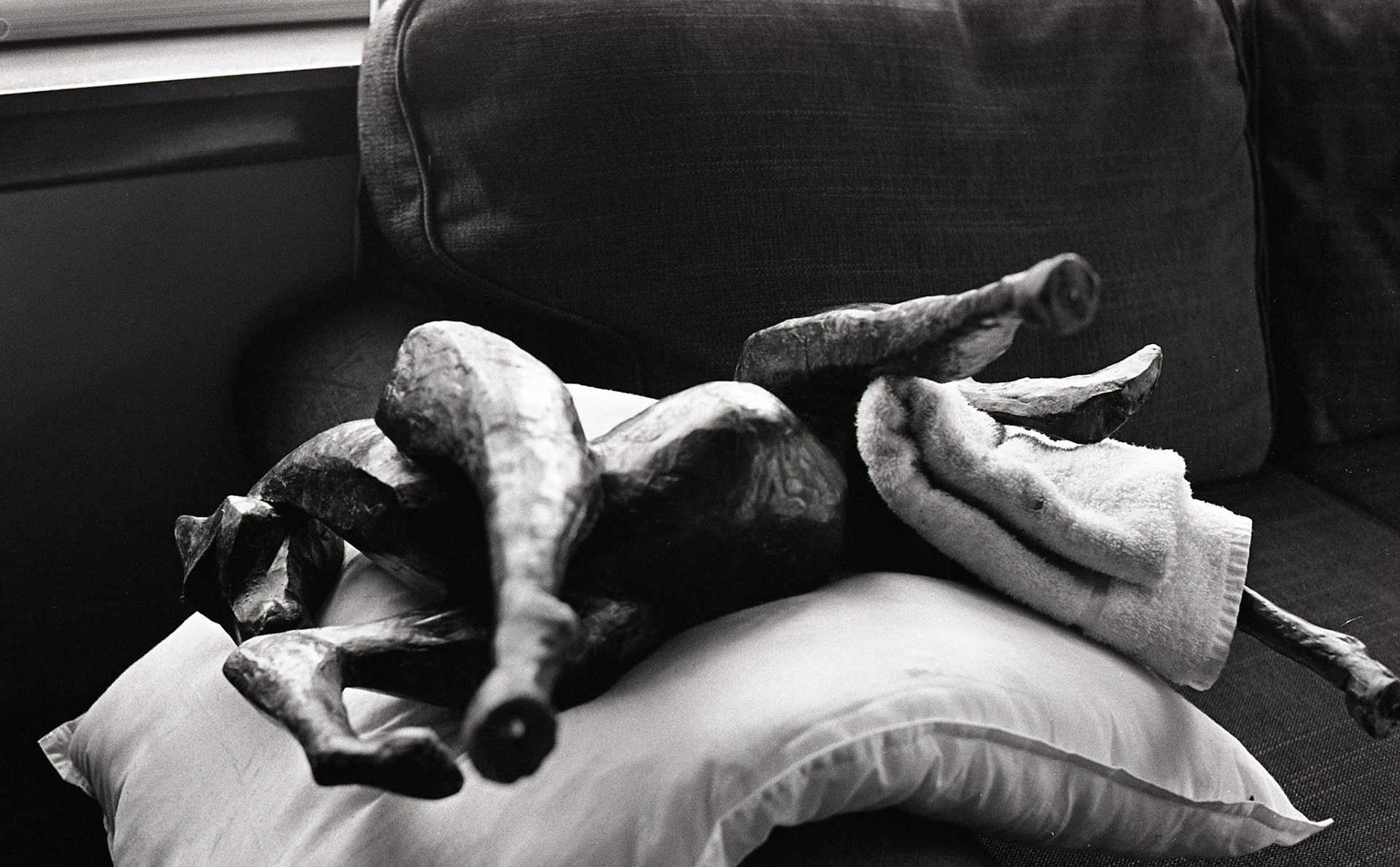 (Oba) Ohkba Ameziane-Hassani 2016 © obafkps@gmail.com ©  www.oba-photo.com