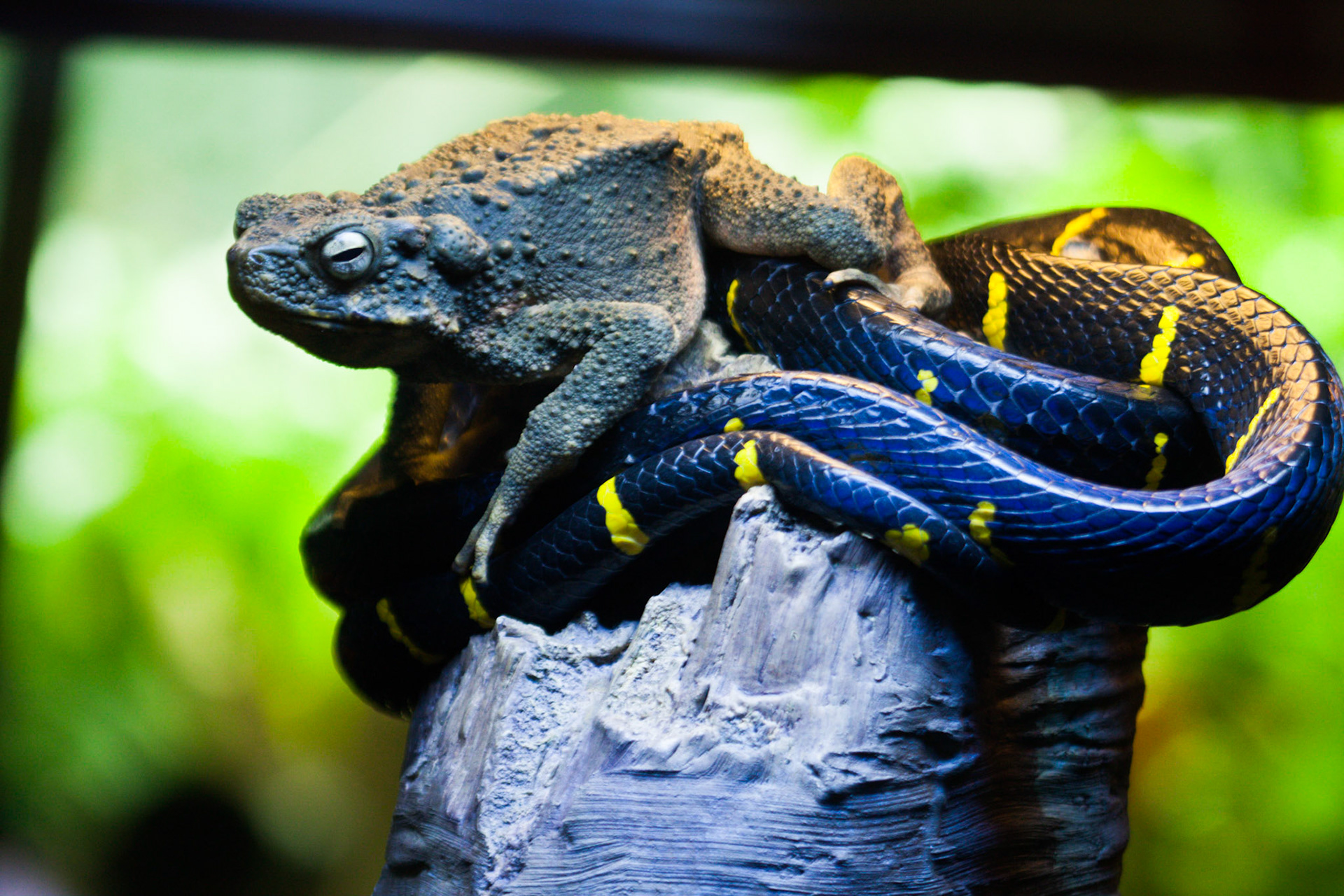 (Oba) Ohkba Ameziane-Hassani 2016 © obafkps@gmail.com ©  www.oba-photo.com