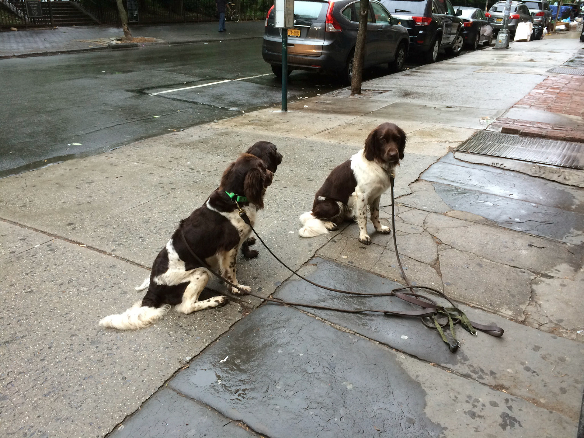 (Oba) Ohkba Ameziane-Hassani 2016 © obafkps@gmail.com ©  www.oba-photo.com