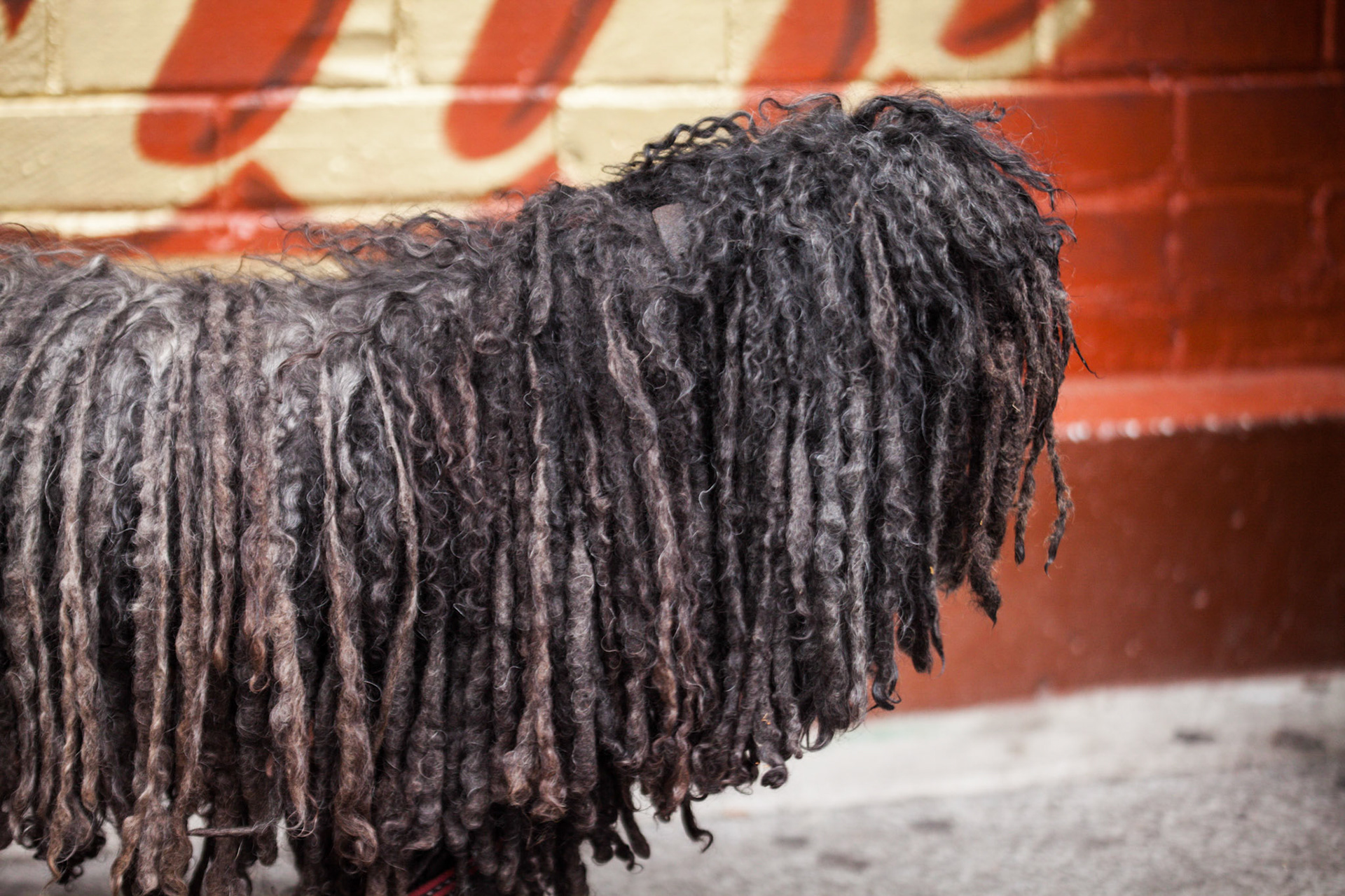 (Oba) Ohkba Ameziane-Hassani 2016 © obafkps@gmail.com ©  www.oba-photo.com