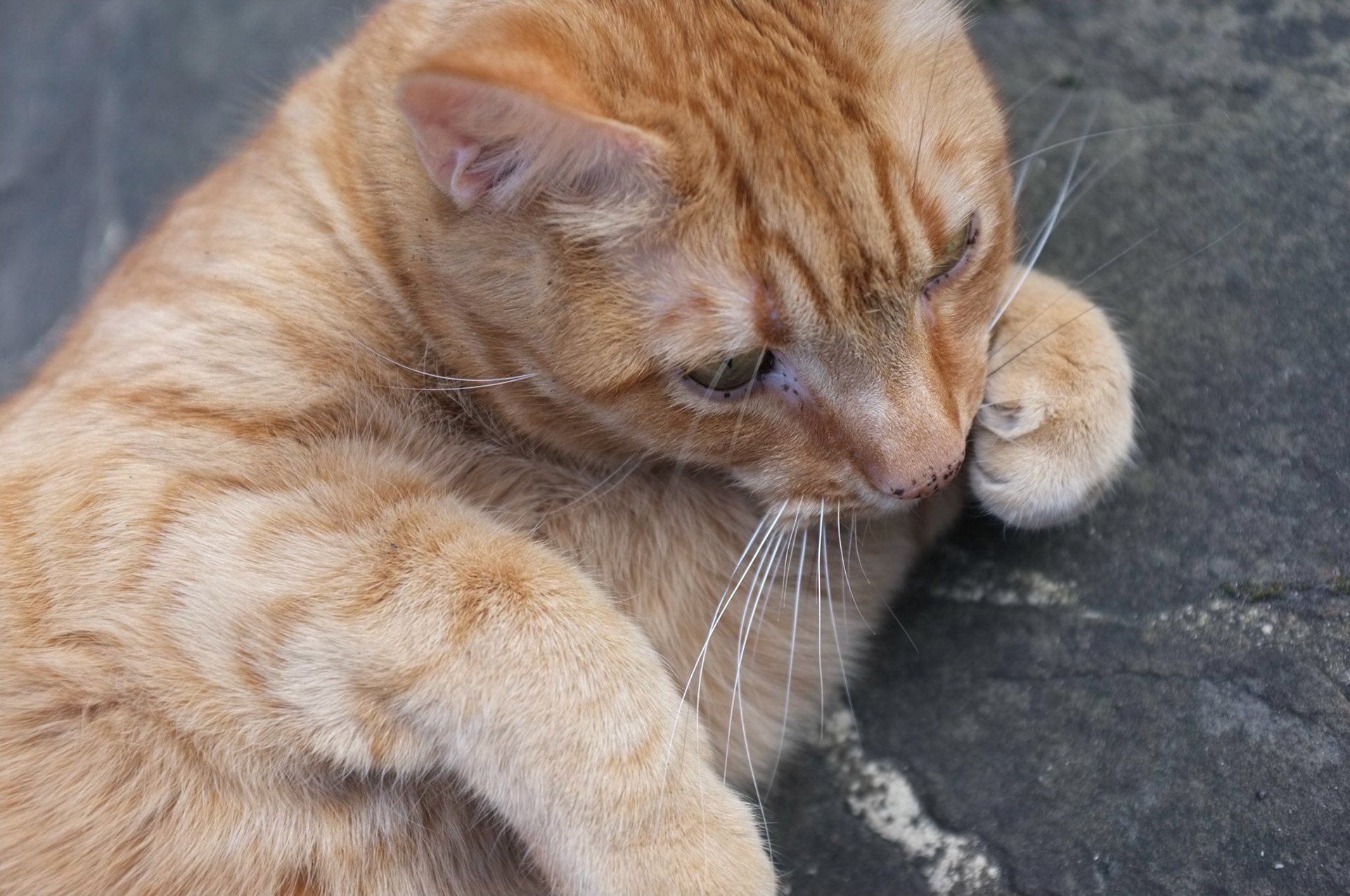 (Oba) Ohkba Ameziane-Hassani 2016 © obafkps@gmail.com ©  www.oba-photo.com