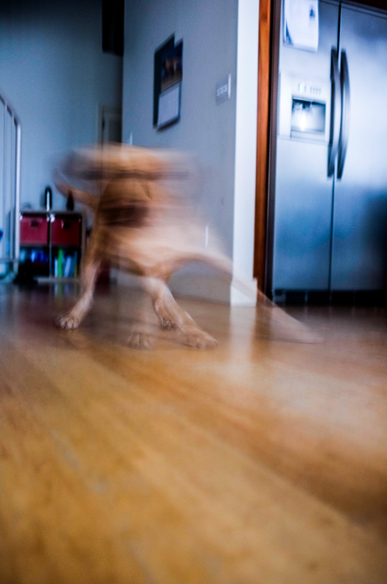 (Oba) Ohkba Ameziane-Hassani 2016 © obafkps@gmail.com ©  www.oba-photo.com