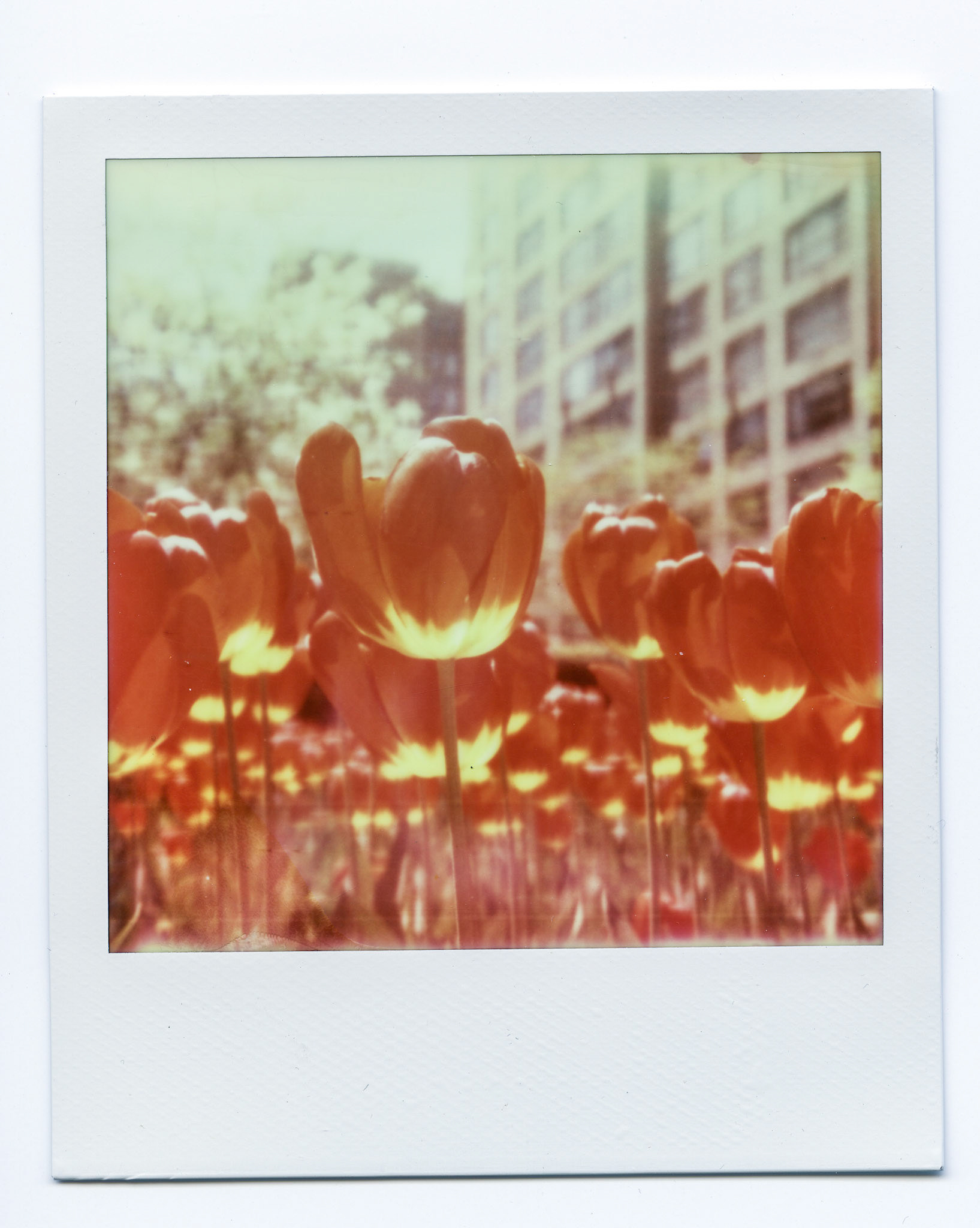 (Oba) Ohkba Ameziane-Hassani 2016 © obafkps@gmail.com ©  www.oba-photo.com©