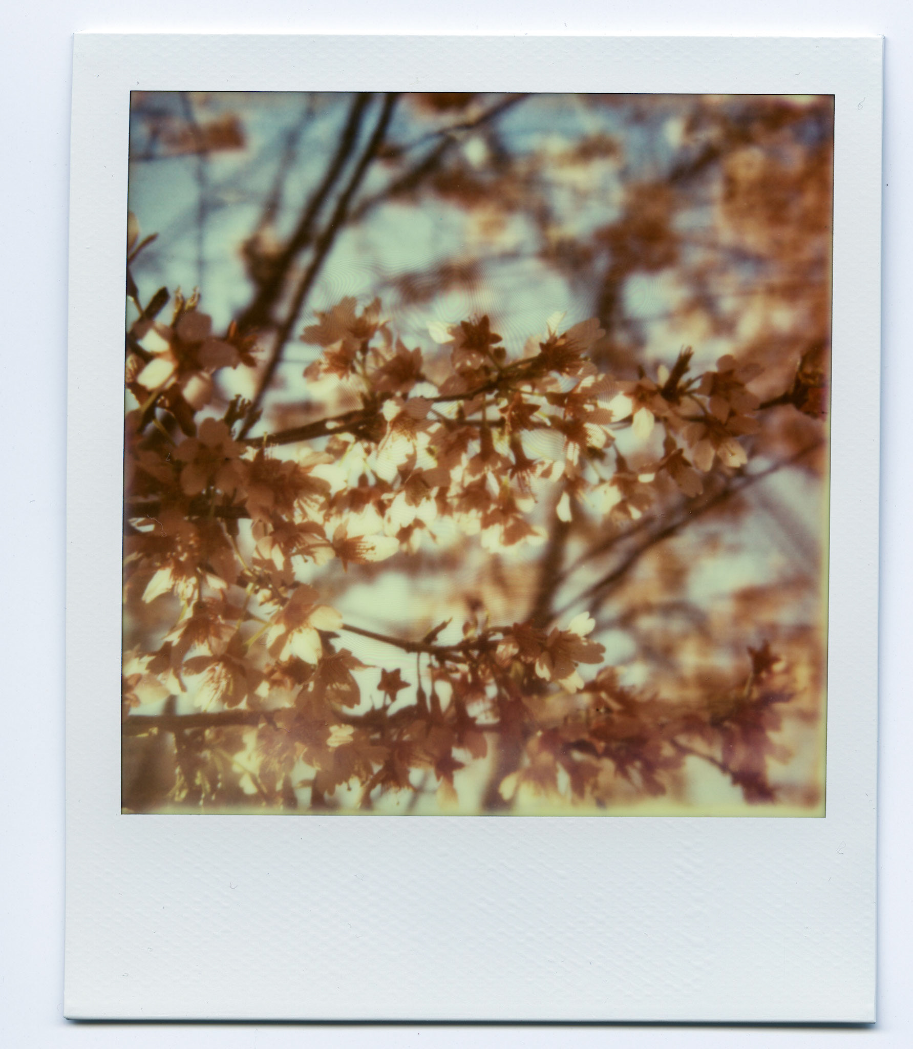 (Oba) Ohkba Ameziane-Hassani 2016 © obafkps@gmail.com ©  www.oba-photo.com©