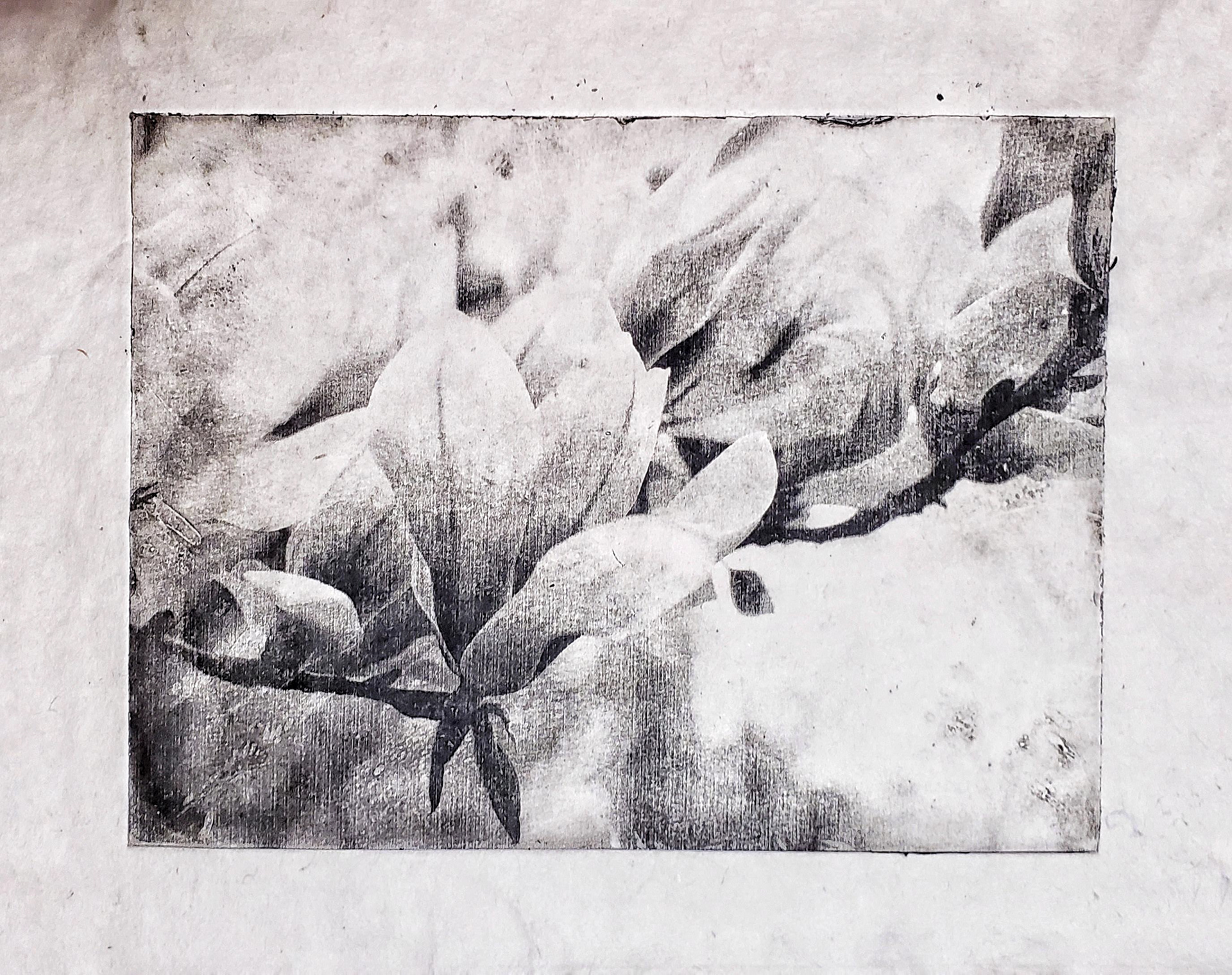 Blooms, 2019, Intaglio Print on Handmade Paper