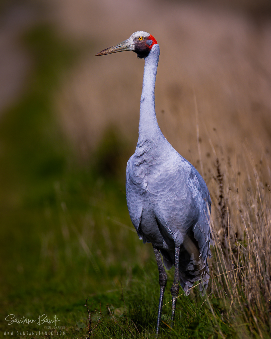 Brolga / Australian crane