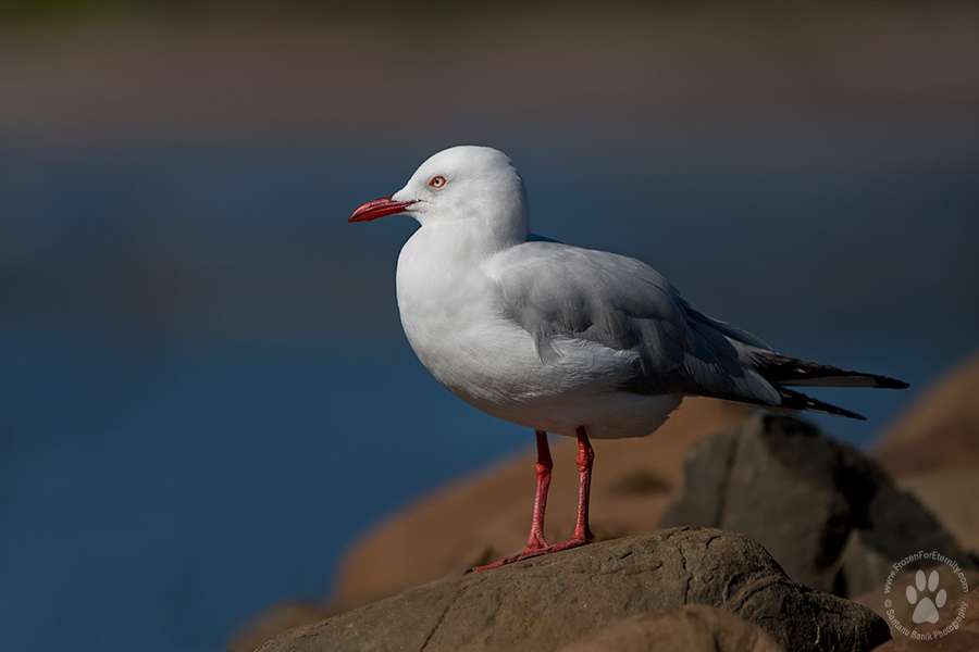Silver gull, Emu Bay, Kangaroo Island, South Australia