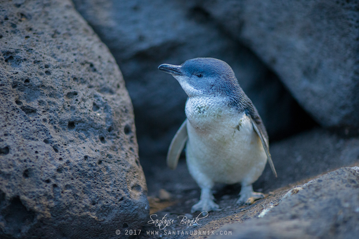 Little penguin