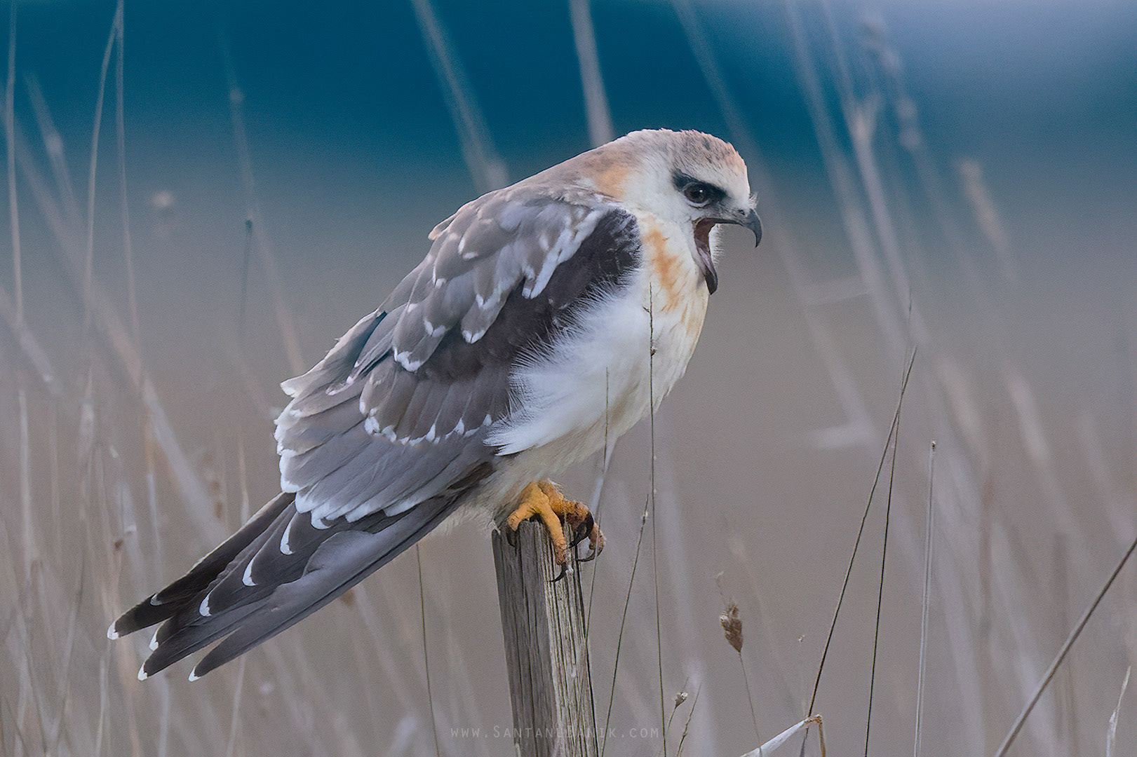 Black-shouldered Kite (juvenile)