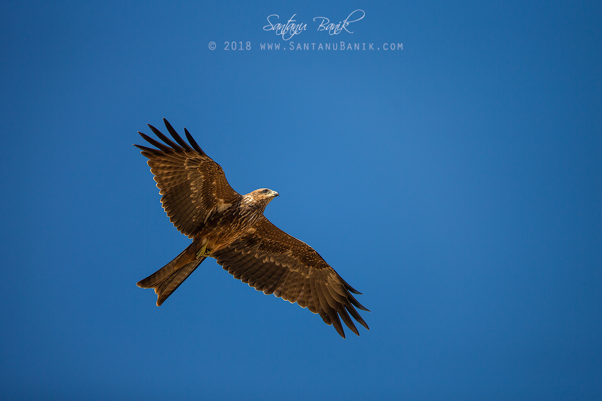 Black Kite