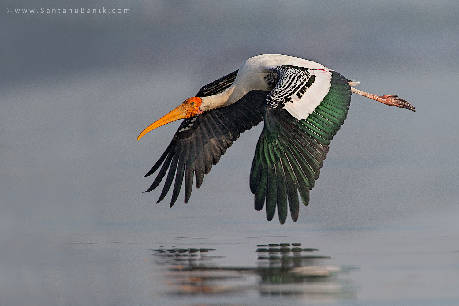 Painted Stork