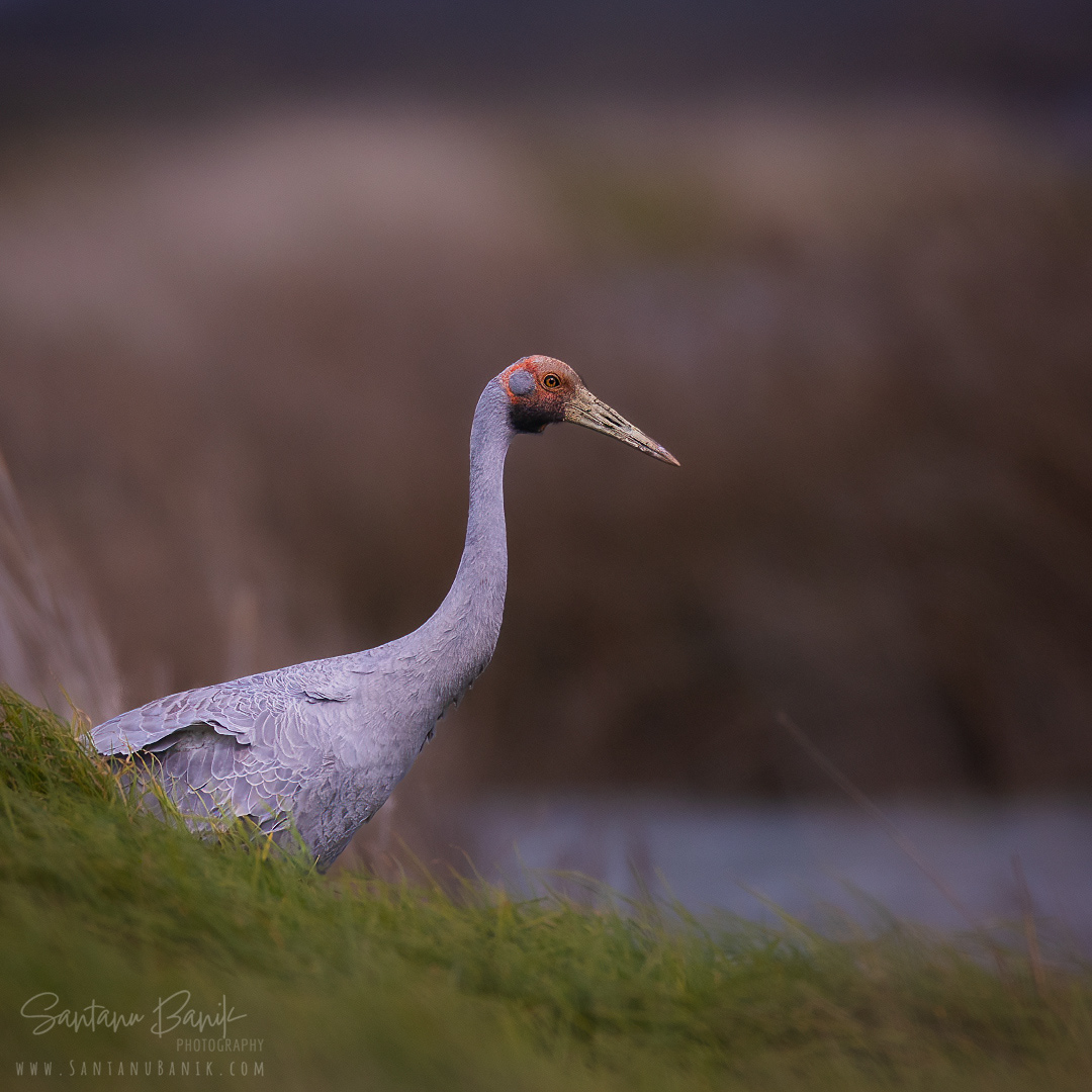 Brolga / Australian crane