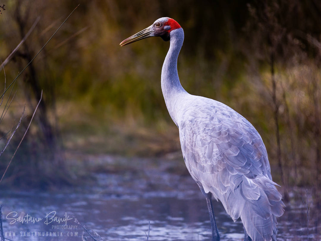 Brolga / Australian crane