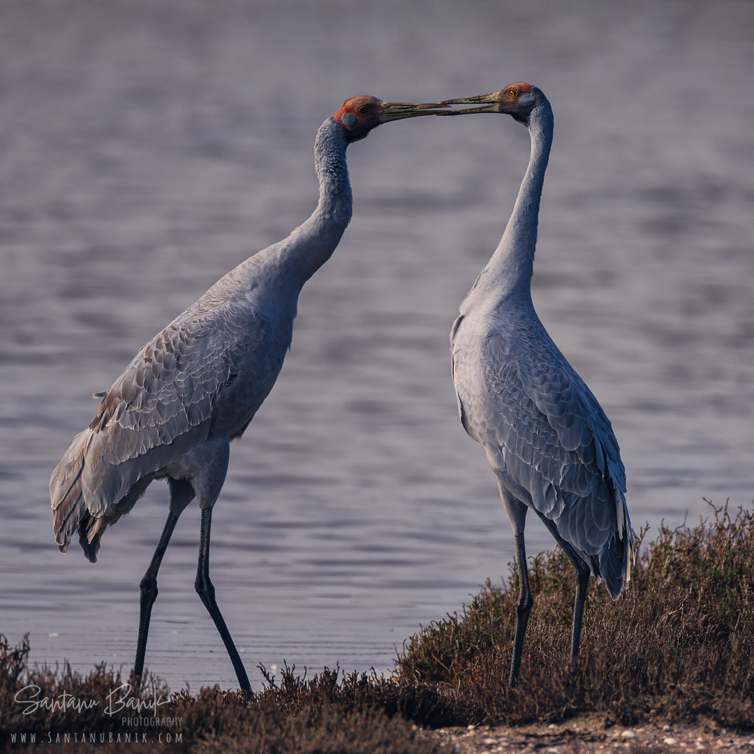 Brolgas / Australian cranes
