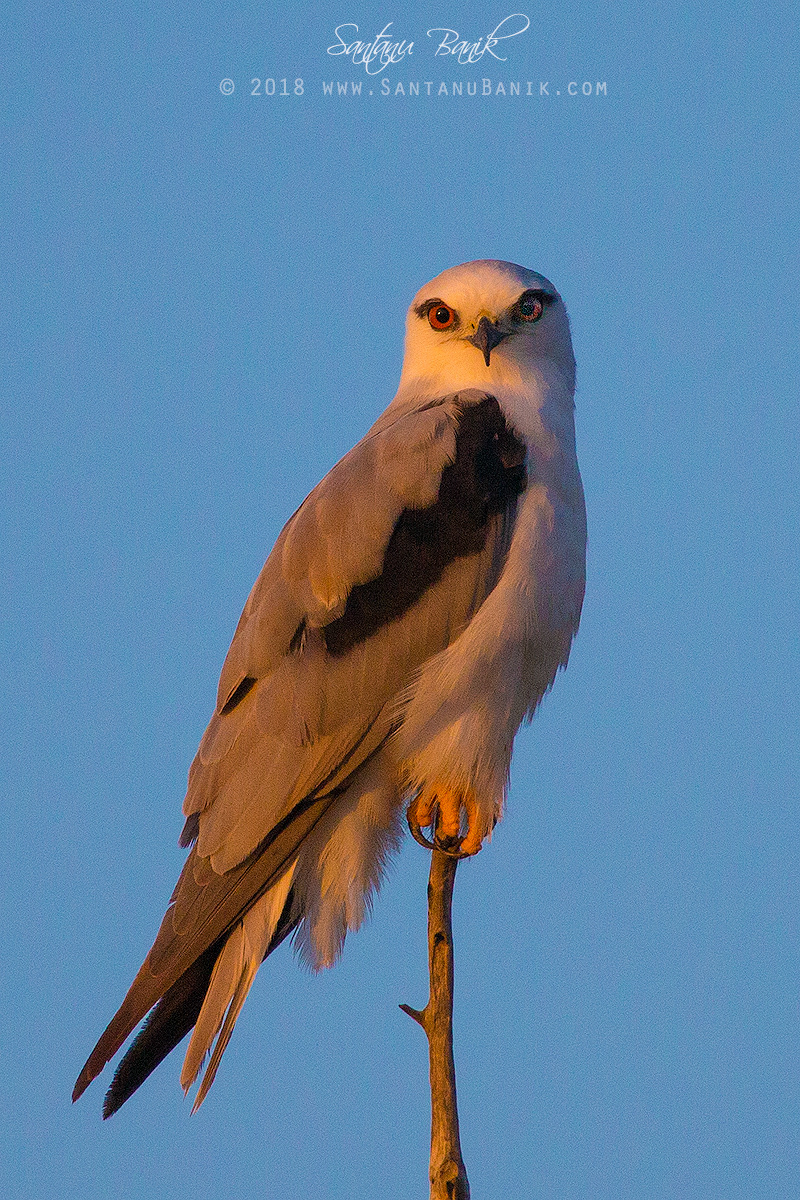 Black-shouldered Kite