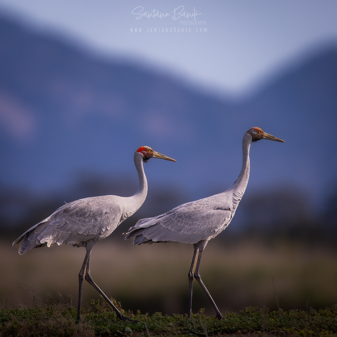 Brolgas / Australian cranes