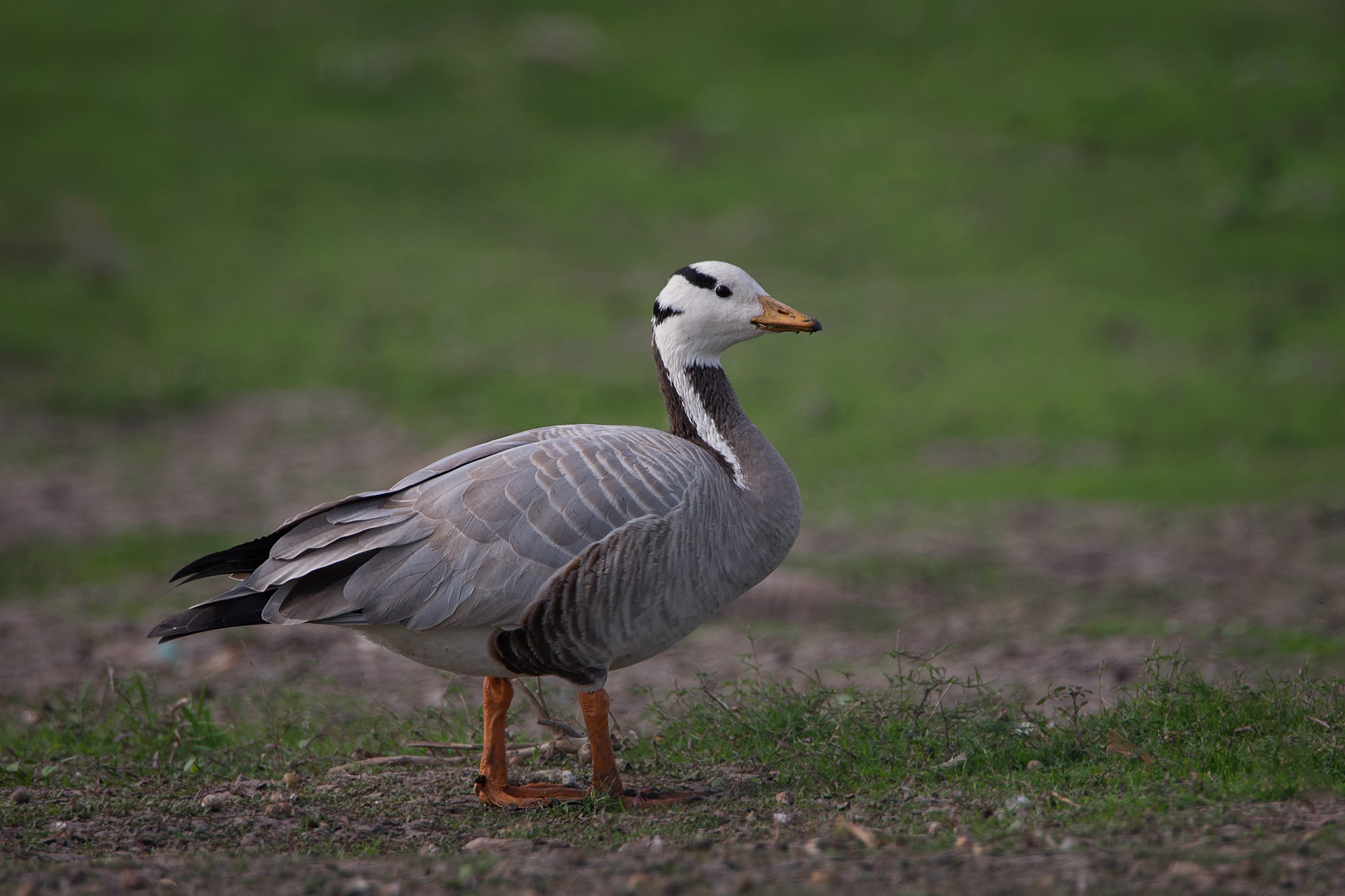 Bar-headed Goose