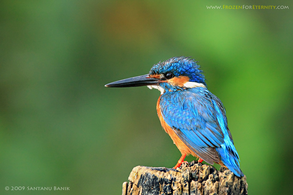 Common Kingfisher
