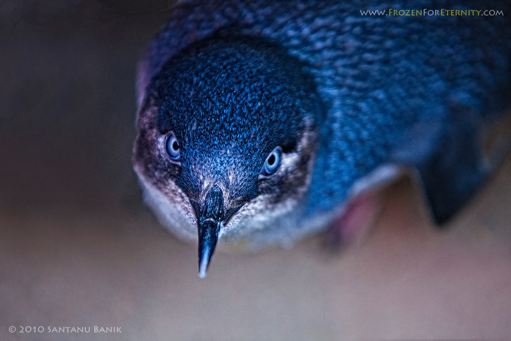 Little penguin