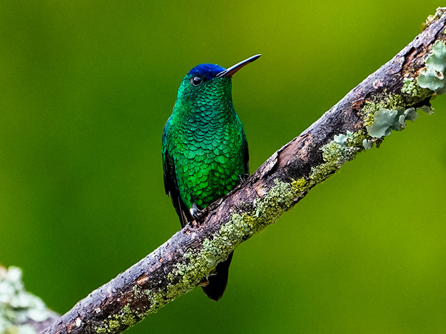 Aves de Bogotá