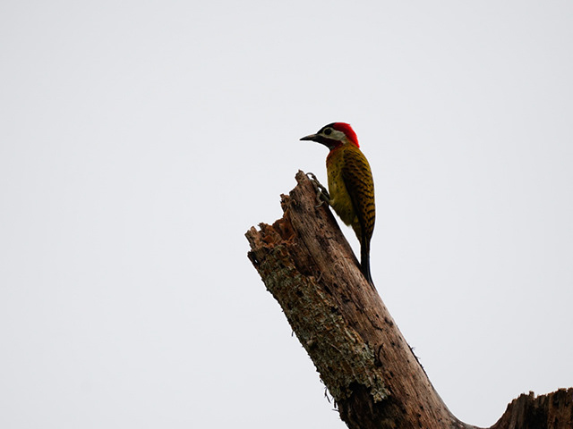 Amazônia