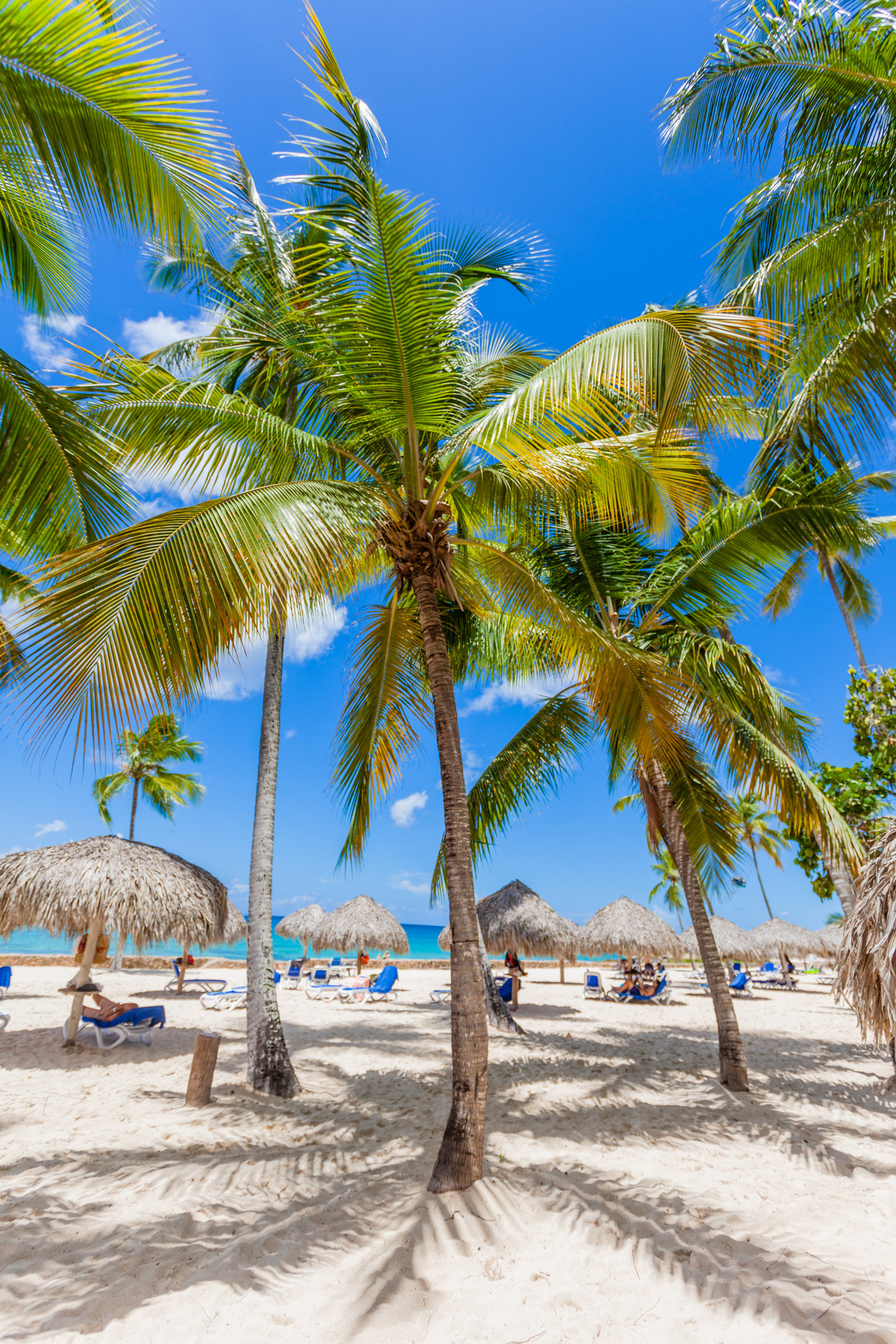 VIVA DOMINICUS
