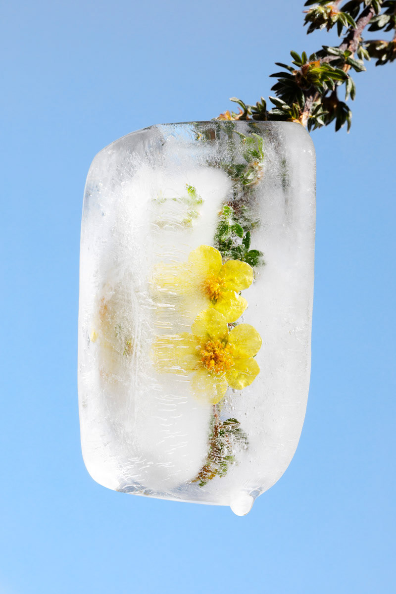 Shrubby Cinquefoil // Potentille