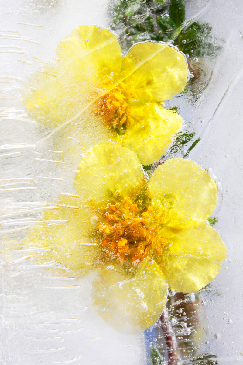 Shrubby Cinquefoil // Potentille