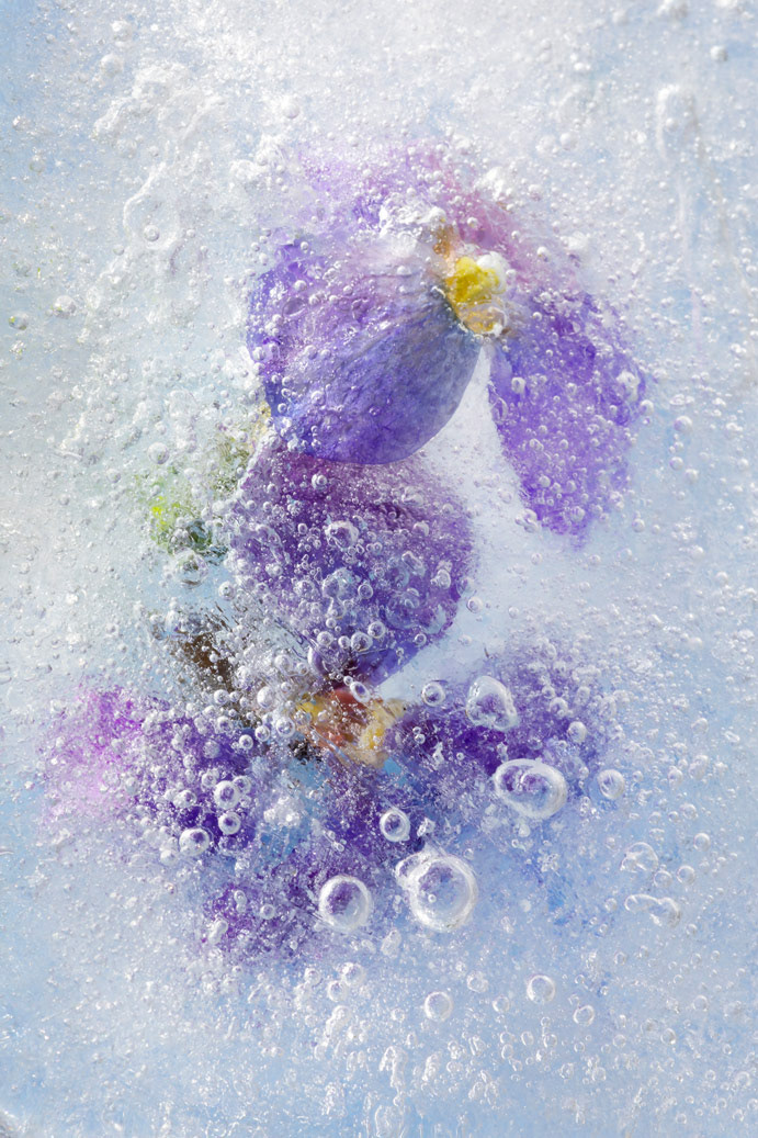 Aubrietia // Aubriète