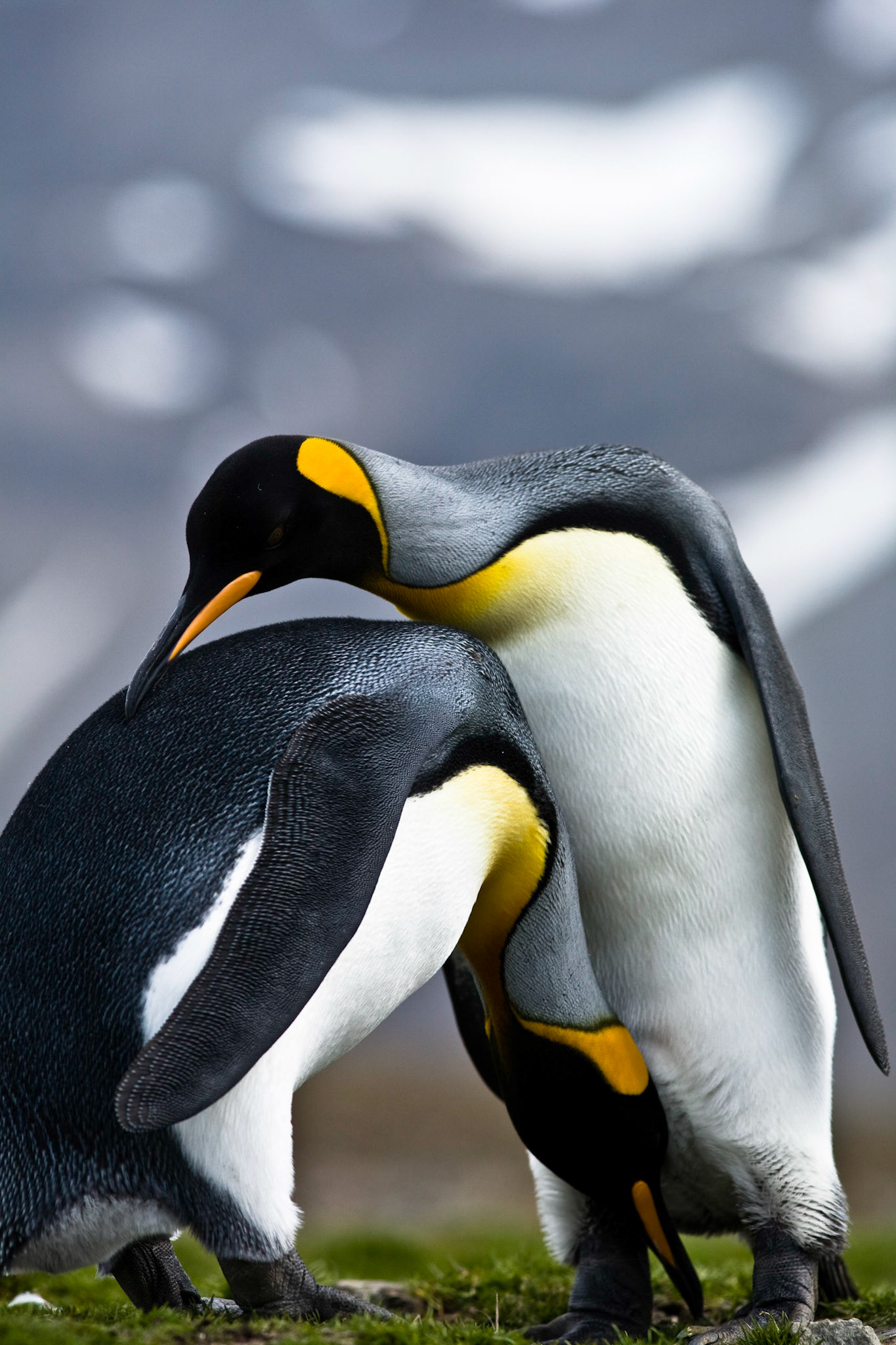 King Penguins, South Georgia