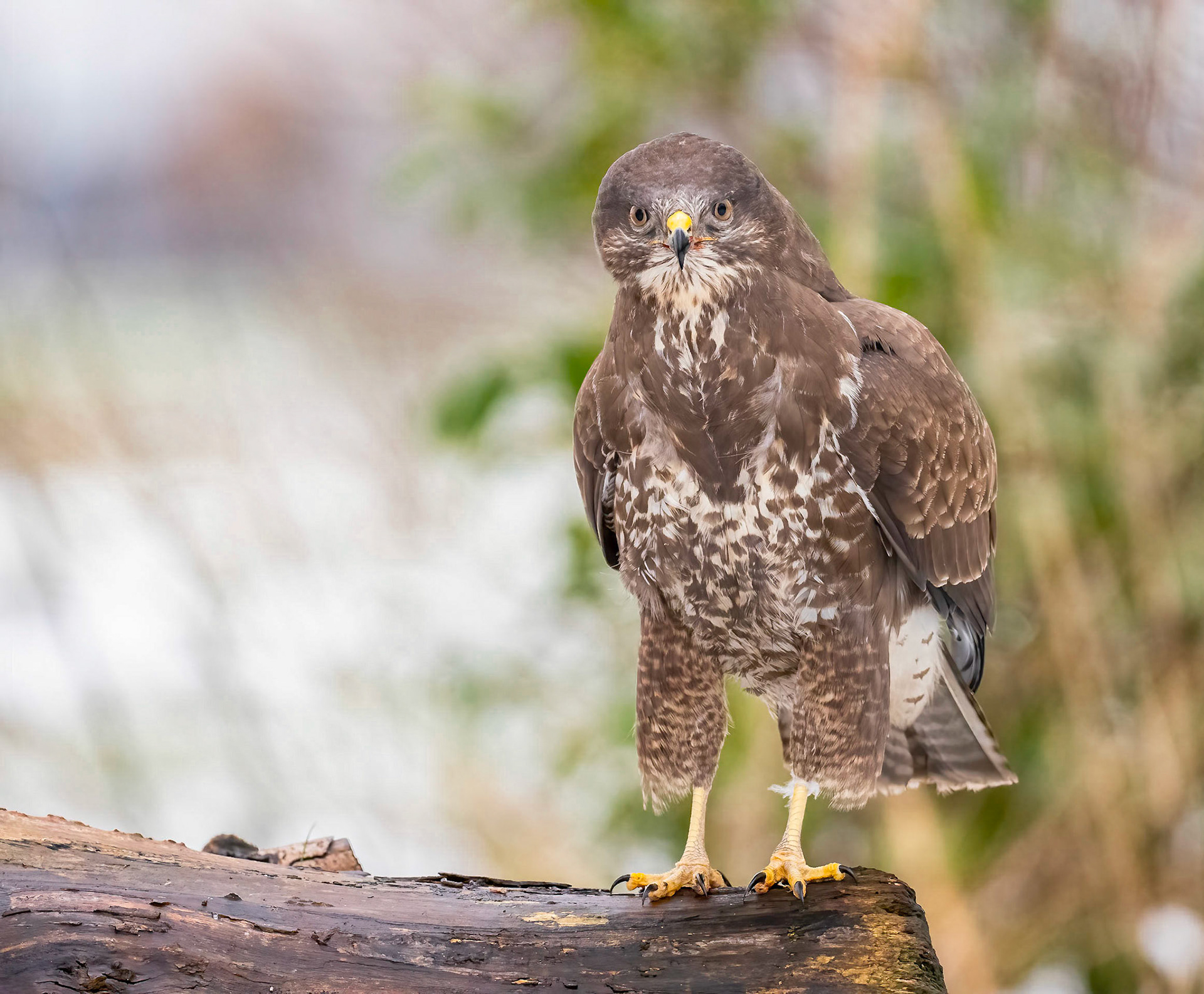 buizerd
