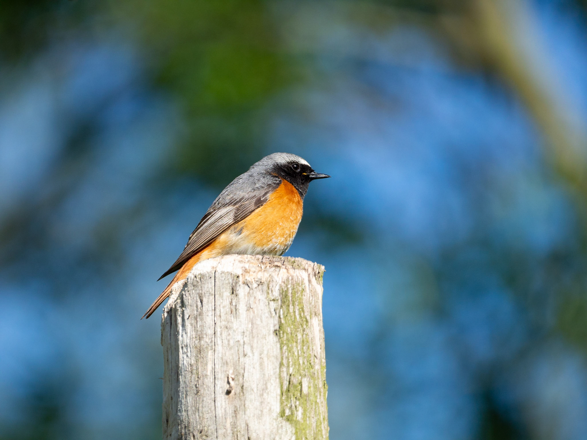 gekraagde roodstaart