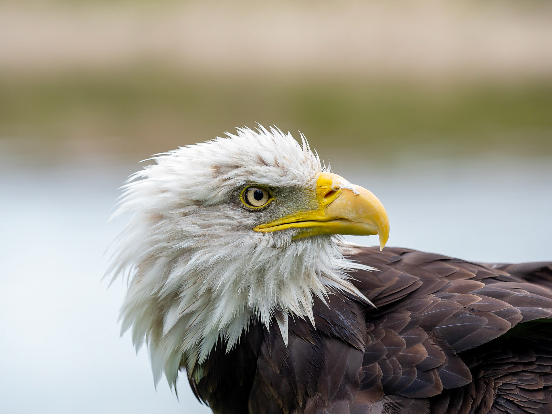 Amerikaanse zeearend