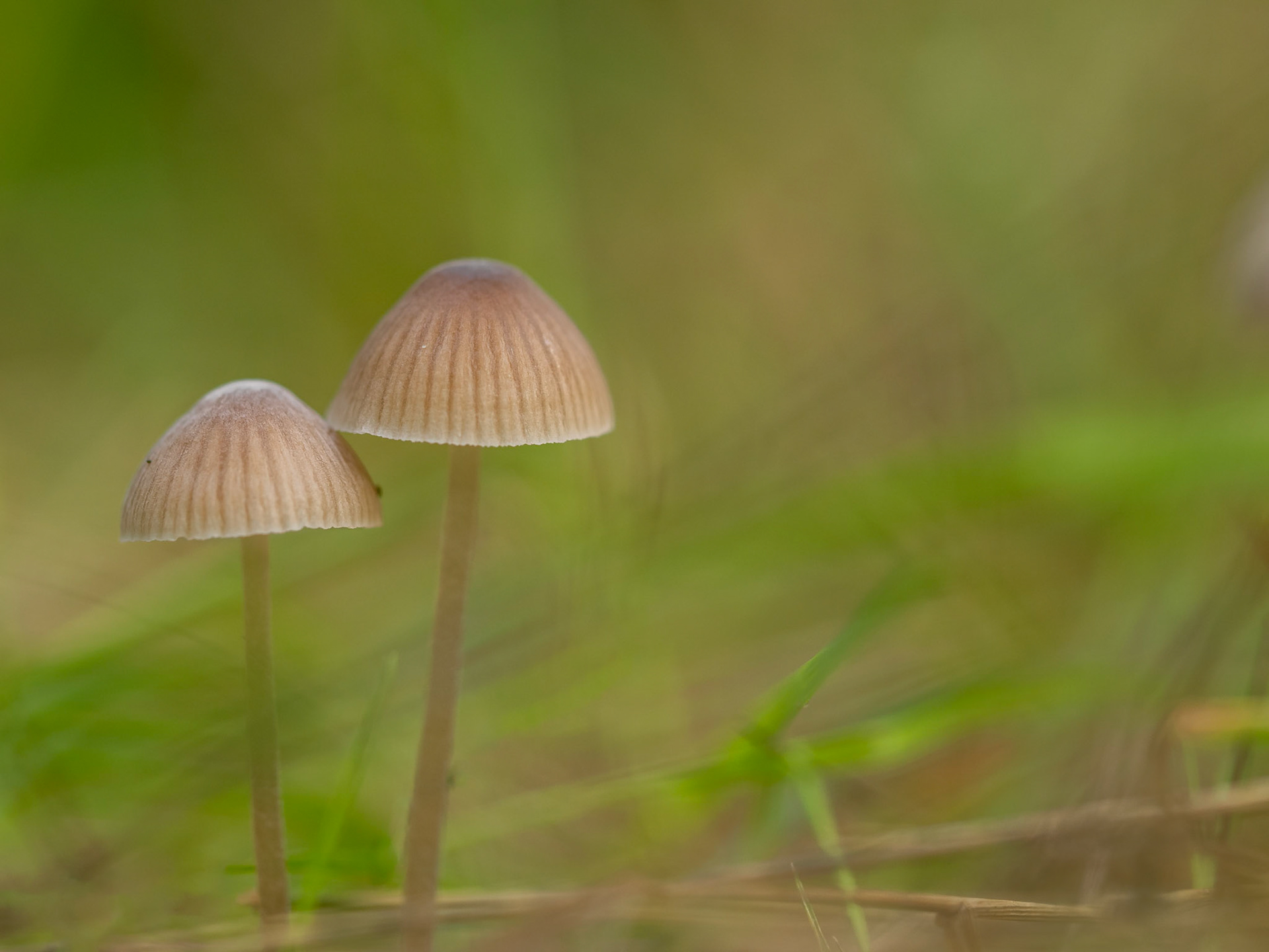mycena