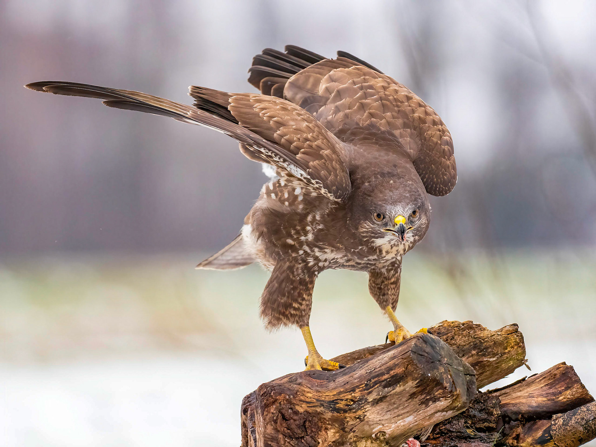 buizerd