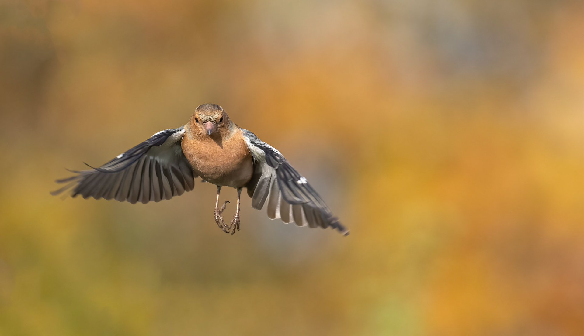 vink