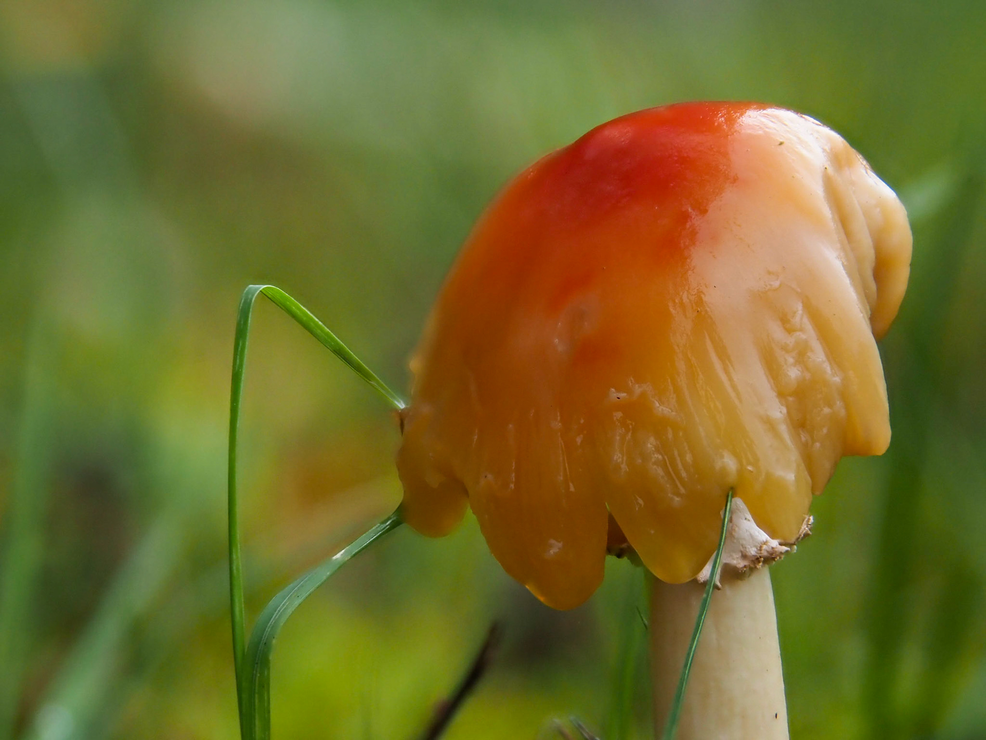 granaatbloemwasplaat