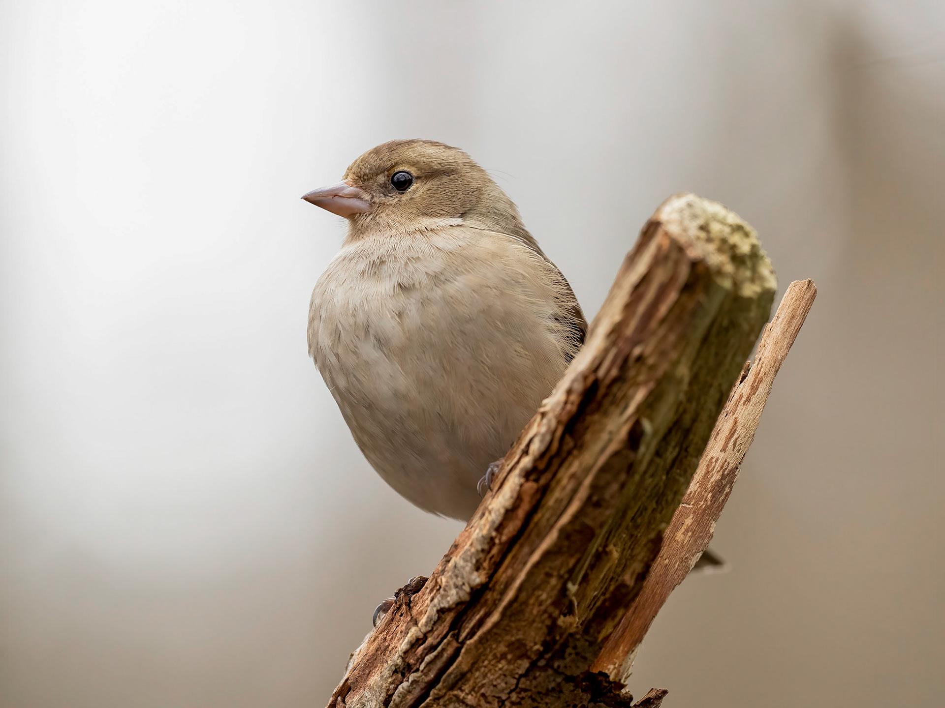 vink (v)