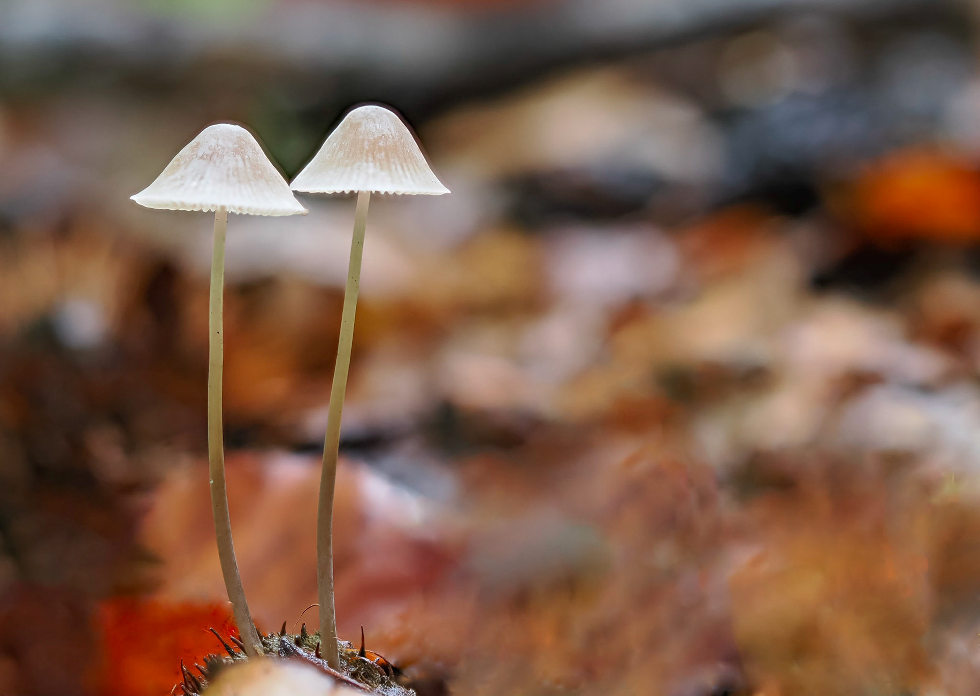 mycena