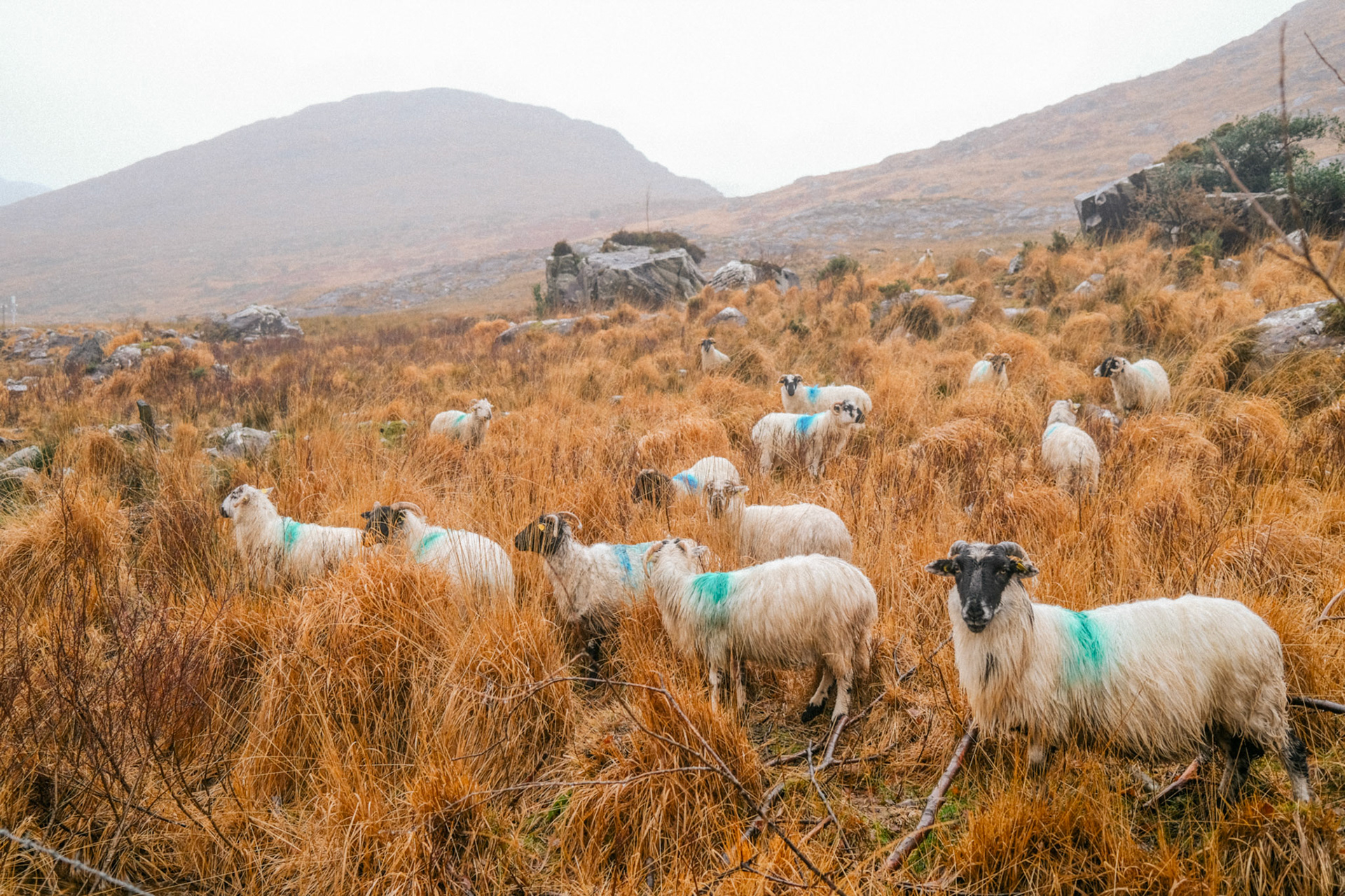 Gap of Dunloe, IRE