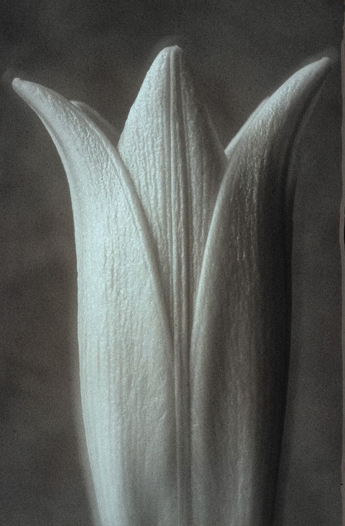 Lys, © MyPhototek