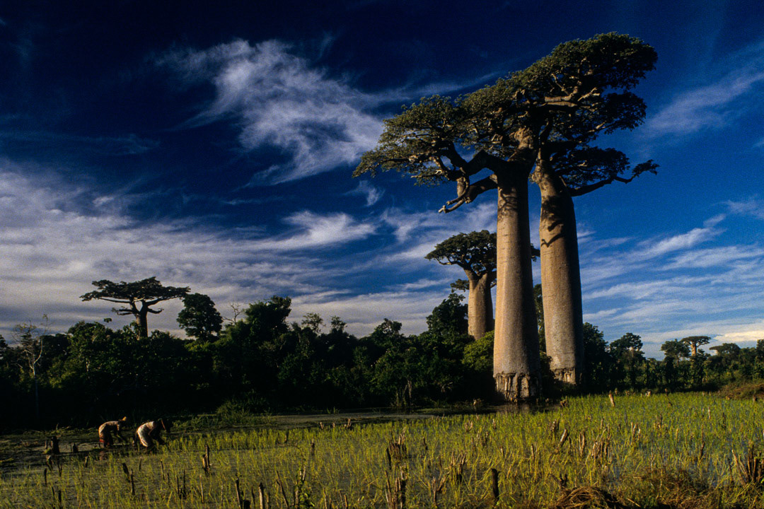 Madagascar, © MyPhototek