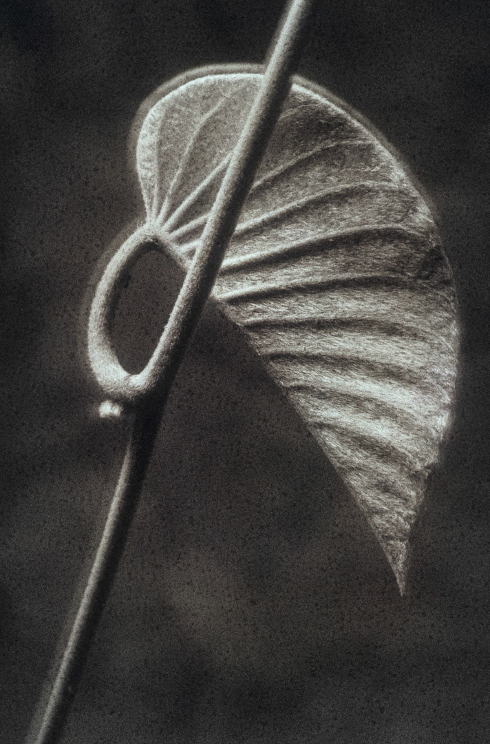 Ipomée, © MyPhototek
