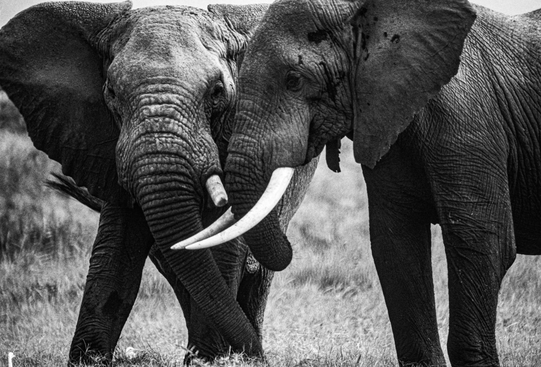 Kenya, © MyPhototek