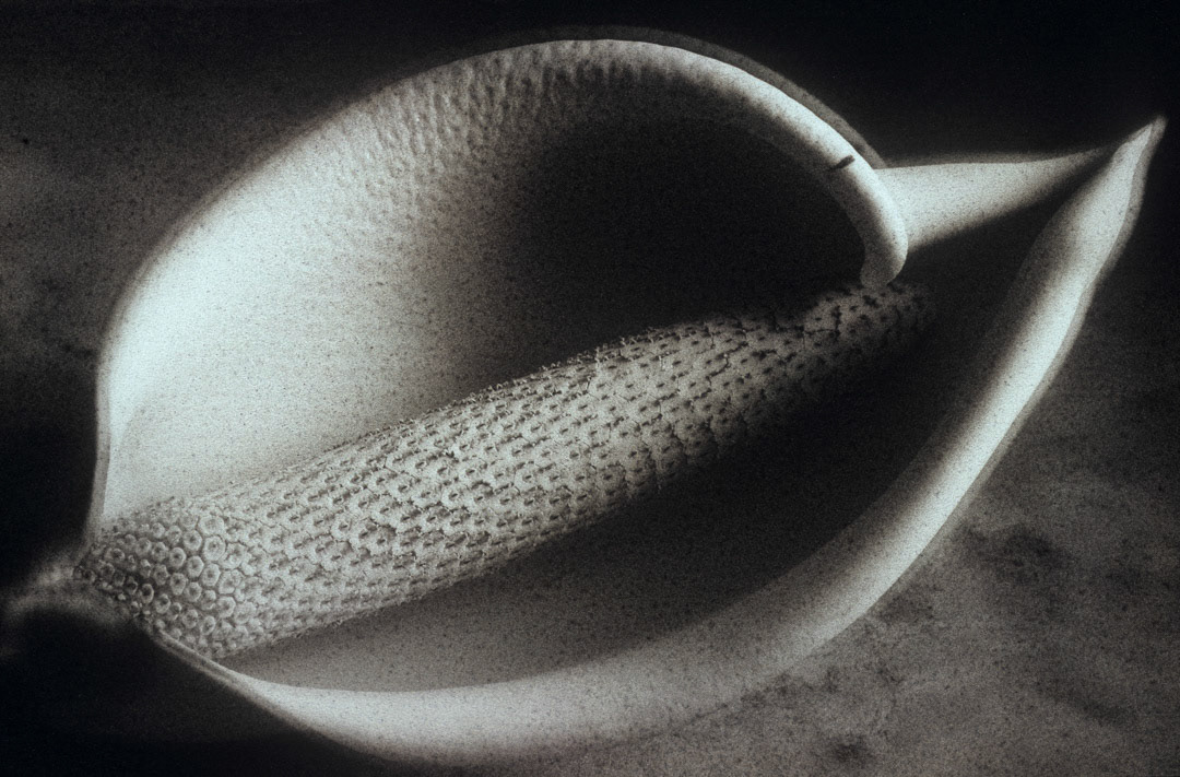 Arum, © MyPhototek